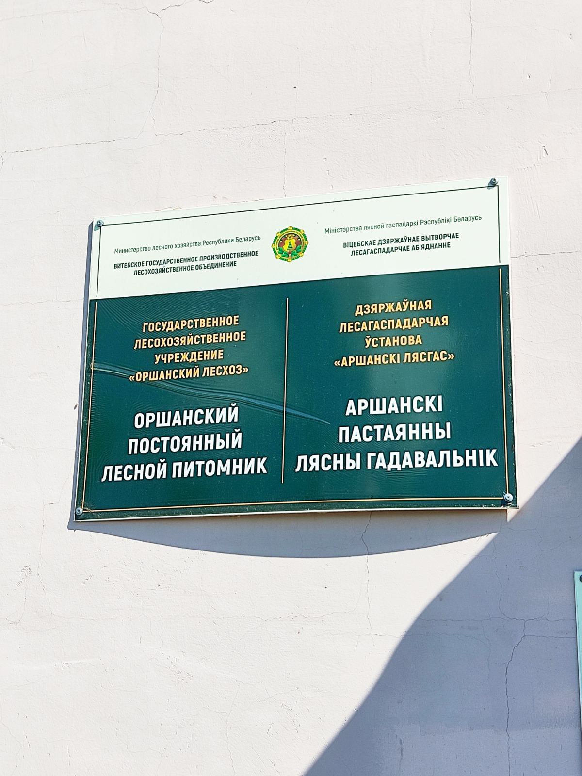 В лесном питомнике Оршанского лесхоза начал работу трудовой лагерь!